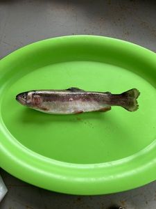 Rainbow Trout
