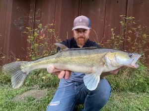 Zander
