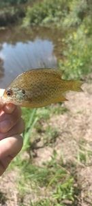 Green Sunfish
