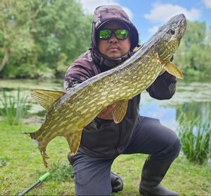 Northern Pike
