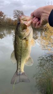 Largemouth Bass