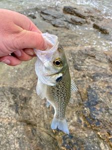 European Bass (Seabass)