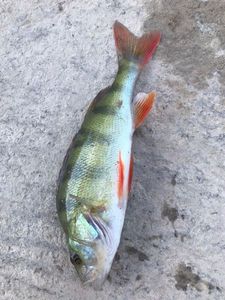 European Perch