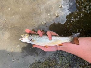 Brook Trout