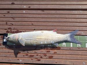 Thicklip Grey Mullet