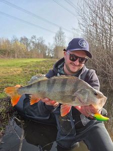 European Perch