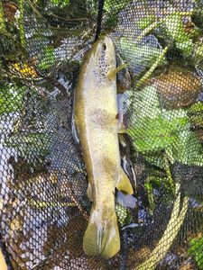 Brown Trout