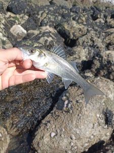 European Bass (Seabass)