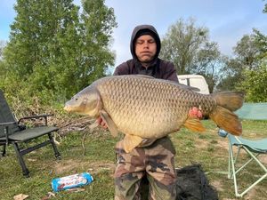 Common Carp