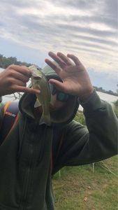 Largemouth Bass