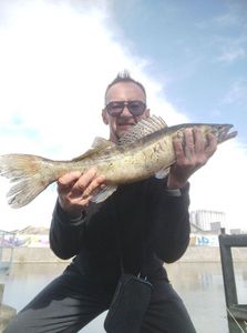 Zander