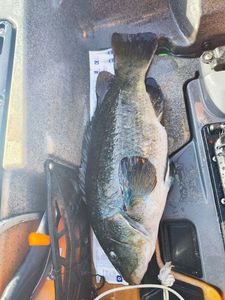 Ballan Wrasse