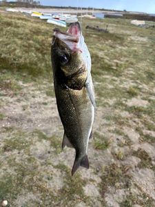 European Bass (Seabass)