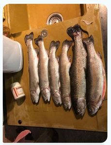 Rainbow Trout