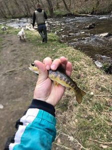 Brown Trout
