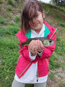 Largemouth Bass