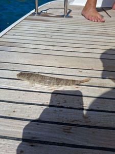 Atlantic Lizardfish