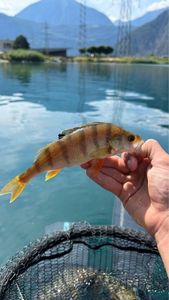 European Perch
