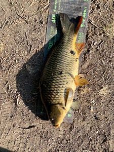 Common Carp
