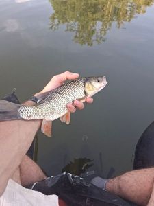 Chub