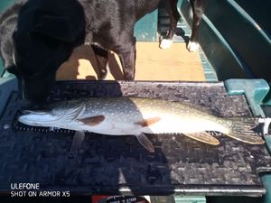Northern Pike