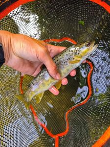 Brown Trout