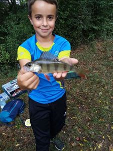 European Perch