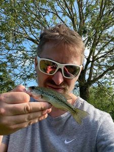 Largemouth Bass
