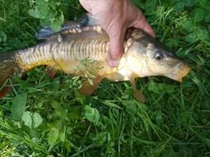 Leather Carp