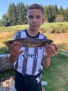 Brown Trout