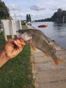 European Perch