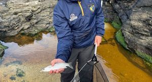 Thicklip Grey Mullet