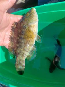 Ballan Wrasse