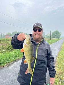 European Perch