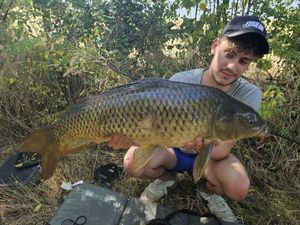 Common Carp