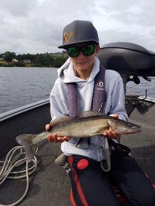Zander