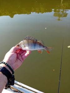 European Perch