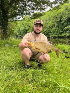 Common Bream