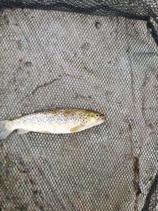 Brown Trout