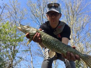Northern Pike