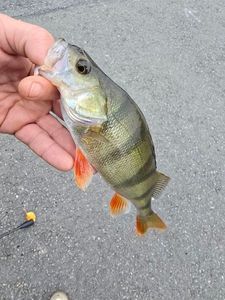 European Perch