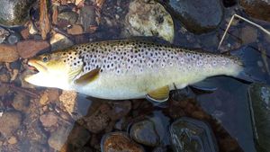 Brown Trout