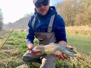 Brown Trout