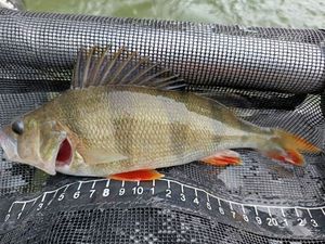 European Perch