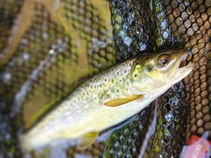 Brown Trout