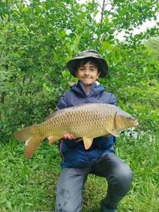 Common Carp