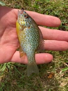 Green Sunfish