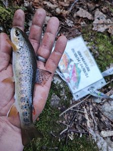 Brown Trout