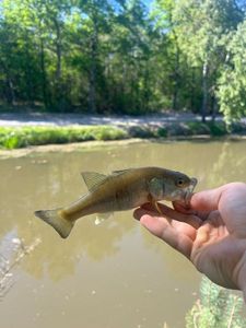 Largemouth Bass