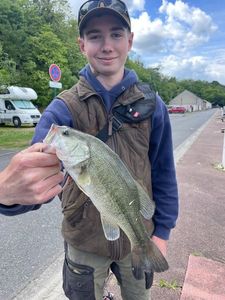 Largemouth Bass